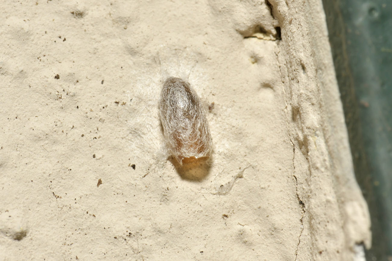 Chioccinella... septempunctata